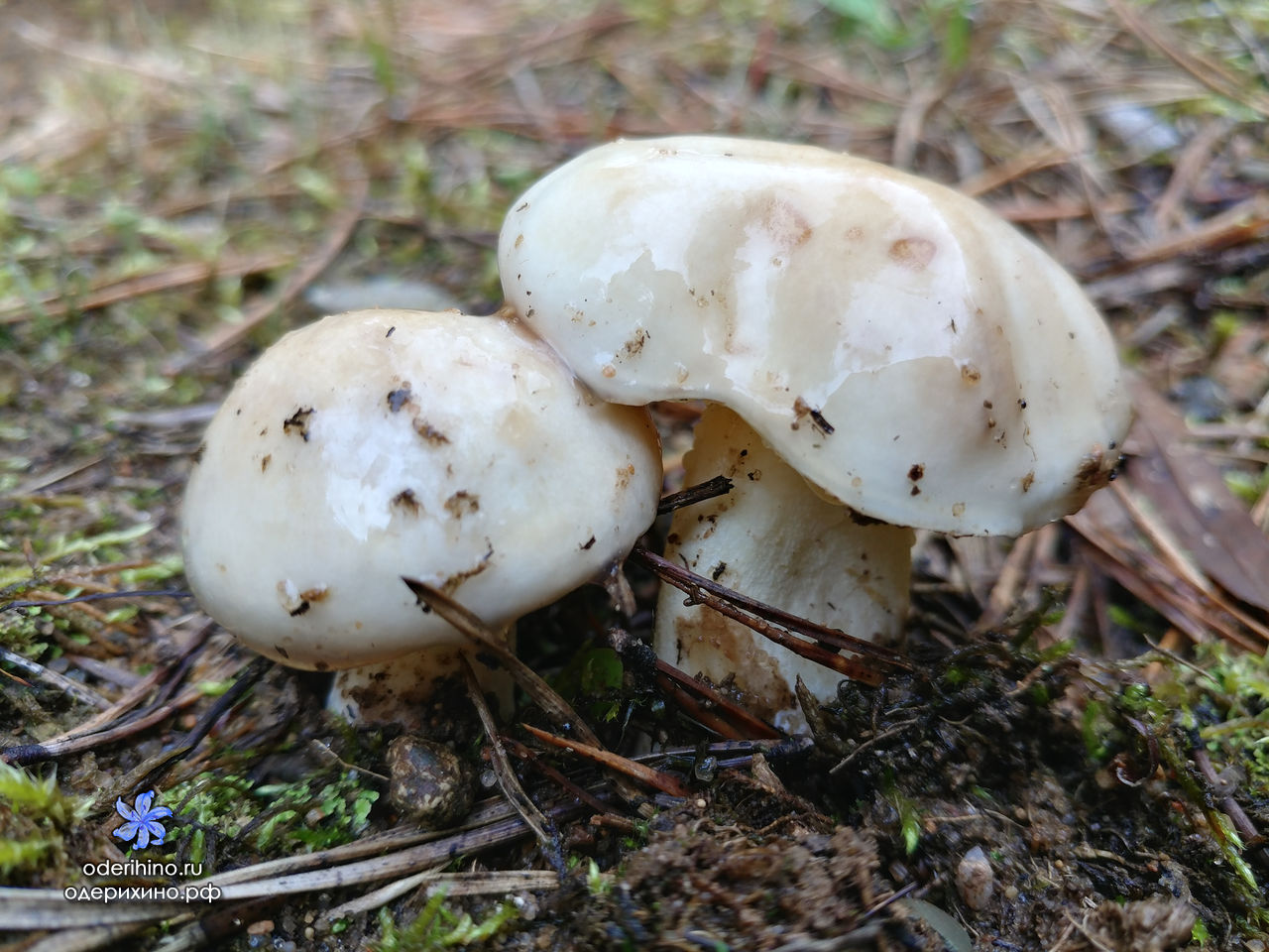 Белый масленок гриб
