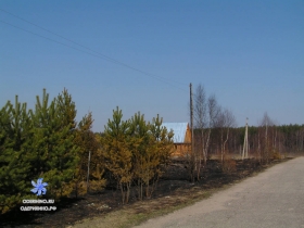 улица Центральная