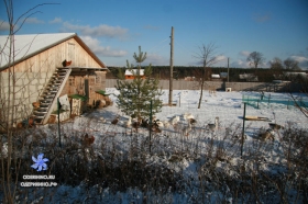 Центральная 39